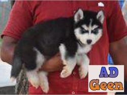 Extra Ordinary Siberian Husky puppies male amd female whatsaap 8019630452